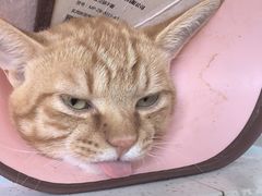 -瑞派宠物医院·犬猫全科·猫友好(宾水西道店)