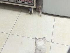 -宠福鑫康馨动物医院·骨科·眼科