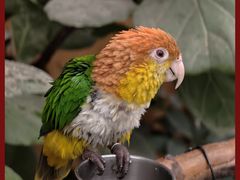 -南宫五洲植物乐园