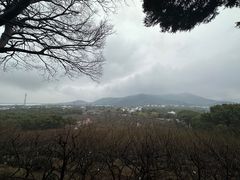 -香雪海