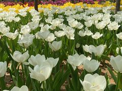 -石家庄市植物园