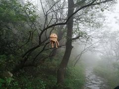 -阳台山自然风景区