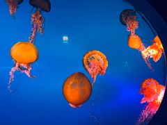 -太平洋海底世界