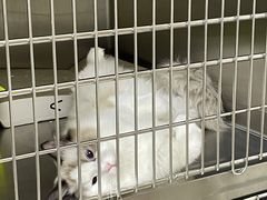 -艾贝尔宠物诊疗