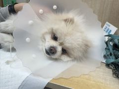 -北京观赏动物医院·24小时大型综合·猫专科·异宠专科