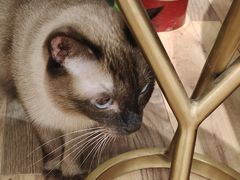 -袖虎·猫馆(体育西路店)