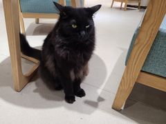 -藏猫猫咖啡主题馆(中央大道店)