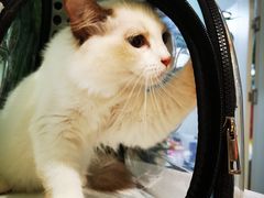 -东方名猫馆·英短金渐层布偶猫舍(环线广场1号楼店)