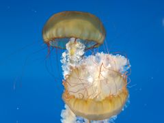 -太平洋海底世界