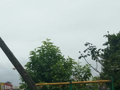 -胖大姐黄辣丁鱼庄(新津店)