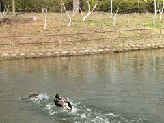 -合肥滨湖国家森林公园