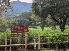 -灵隐飞来峰景区