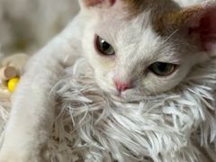 -山宅一喵德文卷毛猫舍