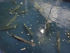 -鸿渡渔庄·特色鸭咀鱼