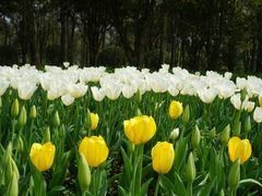 -上海鲜花港