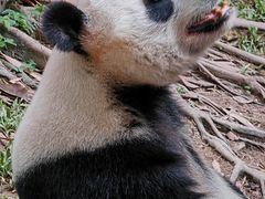 -广州长隆野生动物世界