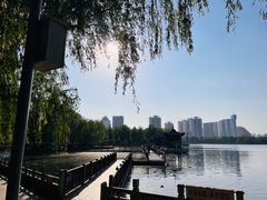 -莲花池公园