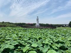 -荷塘月色湿地公园·向阳花洲