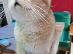 -猫色咖啡·猫咖