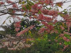 -深圳国际园林花卉博览园