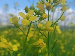 -光明小镇欢乐田园