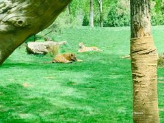 -北京野生动物园