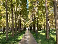 -黄海国家森林公园