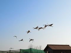 -盐城丹顶鹤湿地生态旅游区