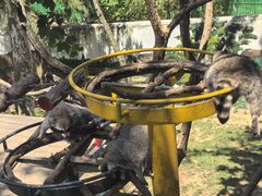 -西霞口神雕山野生动物世界