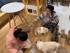 -滚猫咖啡·猫咖·猫友好撸猫(未来城店)