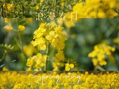 -广富林郊野公园