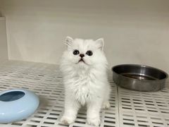 -lincat·猫舍(广州店)