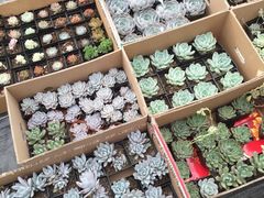 -龙大花卉苗木市场