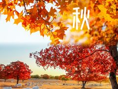 -五角枫生态旅游景区