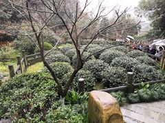 -十八棵（老龙井）御茶园(老龙井店)