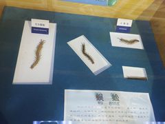 -上海大自然野生昆虫馆(东方明珠·爬宠昆虫探索中心)