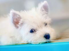-萌宠之家·腊肠犬·马尔泰·小体犬舍