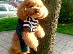 -爱侣宠医·鹦鹉专科·小型哺乳类·异宠专科(灵石路店)