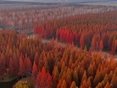 -黄海国家森林公园