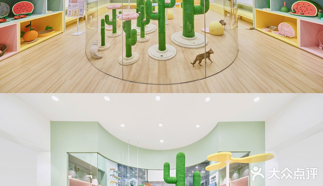 猫咖探店，和猫咪一起分享下午茶。