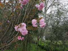-菊花台公园