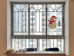 -有喵·猫咖·狗咖·40+猫狗有小奶狗(岗厦店)