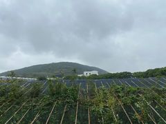 -苏州太湖西山岛开心农场