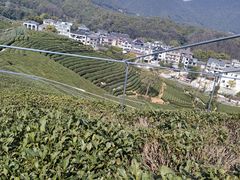 -龙坞茶村