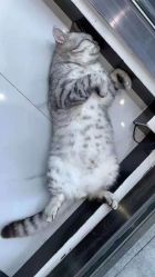 -飞梵造型
