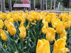 -朝阳公园游乐园