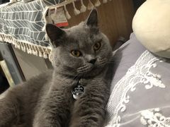 -熊小胖宠物生活馆(天华园店)