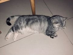 -平行世界·猫咖(首经贸店)