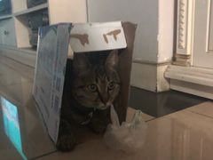 -伟伟宠物医院·CT影像中心·瑞派犬猫综合性门诊(汉口总院)