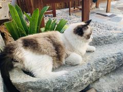 -喵屿·大理花园猫咖